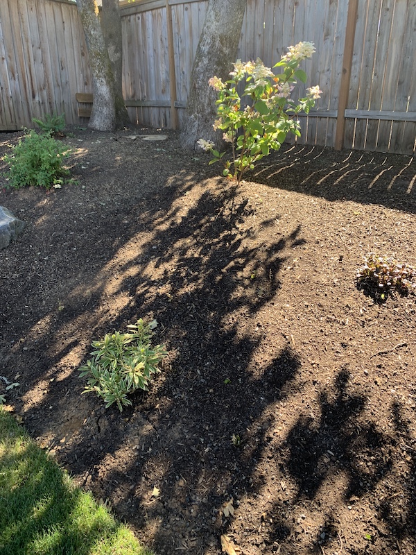 Under the Vine and Fig Tree Make The Vision Plain